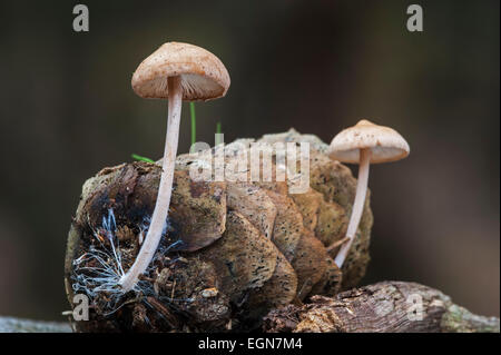 Conifercone cap (Baeospora myosura / Collybia myosura) growing on pinecone and showing mycelium resembling long coarse hairs Stock Photo