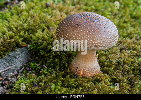 European blusher (Amanita rubescens) among moss