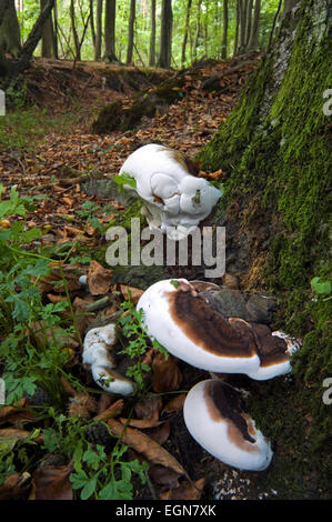 Artist's Bracket / Artist's Conk / Flacher Lackporling (Ganoderma applanatum / Ganoderma lipsiense / Boletus applanatus) Stock Photo