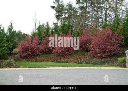 Loropetalum chinesis Stock Photo