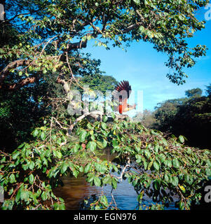 Hoatzin (Opisthocomus hoazin) near the nest on branch above the water Stock Photo