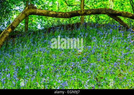 A great canal walk with lovely bluebells in Kinver, South Staffordshire Stock Photo