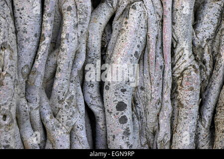 Tangled vines on a banyan tree Stock Photo