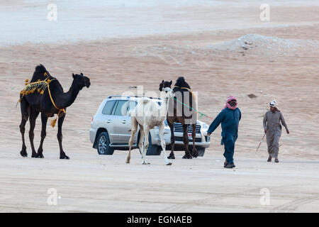 Emirati people with their camels at Al Dhafra Camel Festival in Al Gharbia. Madinat Zayed, Emirate of Abu Dhabi Stock Photo