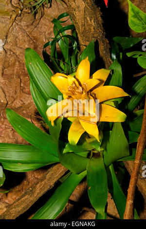 Yellow Bromeliad (Guzmania sp) Stock Photo