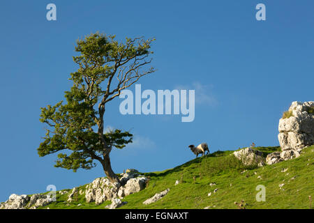 An oak tree stands proud above Arncliffe in Littondale, The Yorkshire dales. Stock Photo