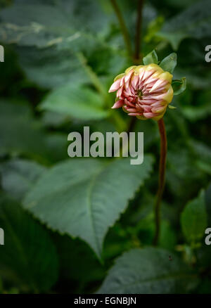 Closed Pink Dahlia Flower Stock Photo