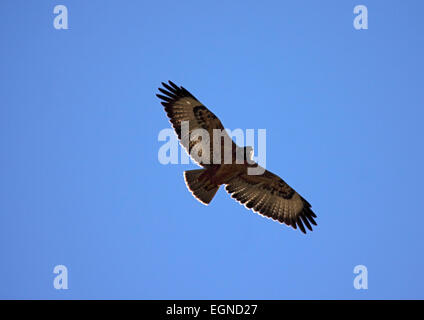 Jackal buzzard in flight in South Africa Stock Photo