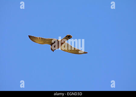 Rock kestrel hovering in the air in South Africa Stock Photo