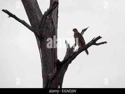 African hawk eagle perched on branch of dead tree in Botswana Stock Photo