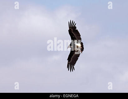 White-headed vulture in flight in South Africa becoming endangered because of poisoning by poachers Stock Photo