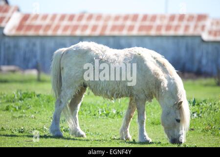 Beautiful miniature horse grazing in a green pasture Stock Photo