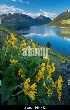 Balsamroot grows along the Wallowa moraine in eastern Oregon in late spring. Wallowa Lake and the Wallowa Mountains are in the b Stock Photo