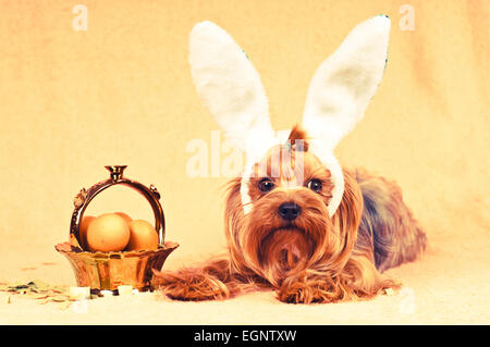 Cute dog like easter bunny lying portrait with eggs in golden basket. Retro photo effect. Stock Photo