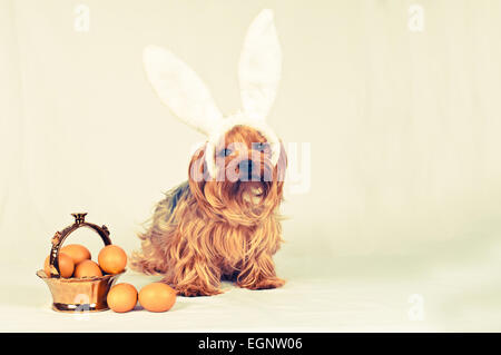 Cute dog like easter bunny lying portrait with eggs in golden basket looking at camera. Retro photo effect. Stock Photo