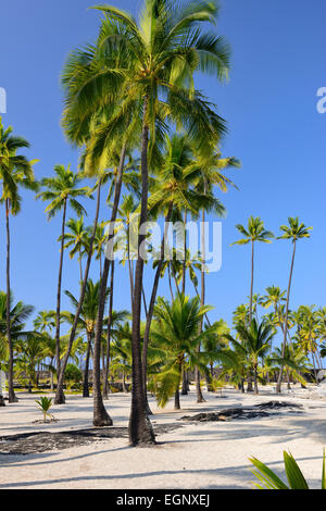 Palm trees - Pu'uhonua O Honaunau National Historical Park, Big Island, Hawaii, USA Stock Photo