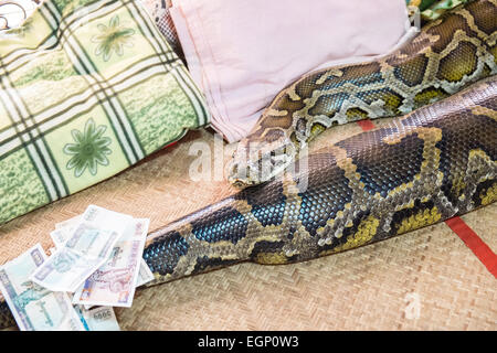 Money offered to large well fed python/ temple at snake temple.A huge Burmese python at the Snake Monastery in Bago,Pegu,Myanmar,Burma,Asia,Asian Stock Photo