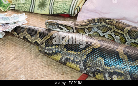 Money offered to large well fed python/ temple at snake temple.A huge Burmese python at the Snake Monastery in Bago,Pegu,Myanmar,Burma,Asia,Asian Stock Photo