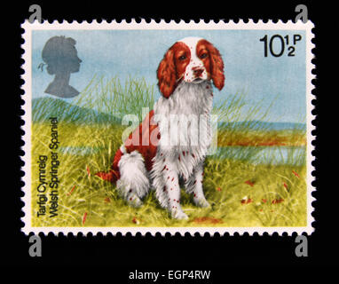 Postage stamp. Great Britain. Queen Elizabeth II. 1979. Dogs. Tarfgi Cymreig Welsh Springer Spaniel. Stock Photo