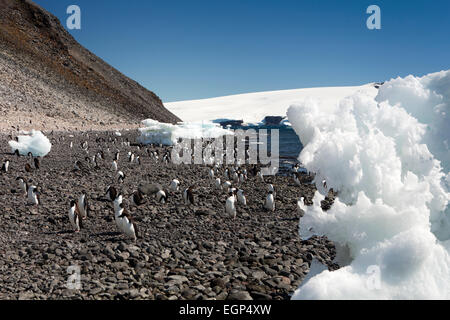Antarctica, Weddell Sea Paulet Island, Adelie penguins on beach by iceberg Stock Photo