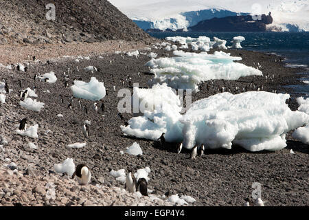 Antarctica, Weddell Sea, Paulet Island, Adelie penguins on beach by icebergs Stock Photo