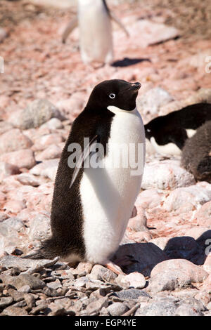 Antarctica, Weddell Sea, Paulet Island, Adelie penguin walking on volcanic rock Stock Photo