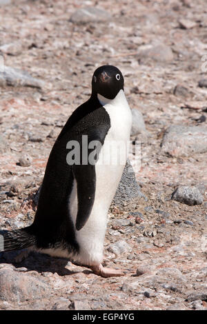 Antarctica, Weddell Sea, Paulet Island, Adelie penguin on volcanic rock in colony Stock Photo