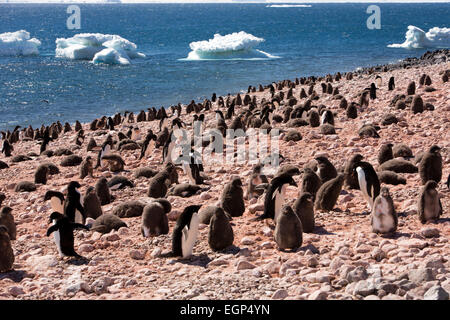 Antarctica, Weddell Sea, Adelie penguin colony on volcanic Paulet Island Stock Photo