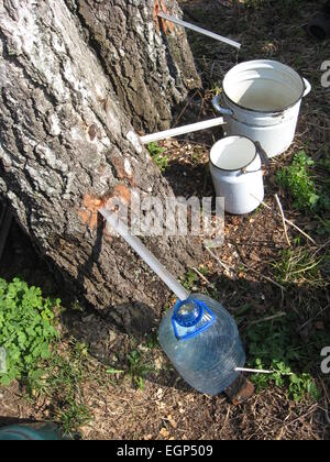 extraction of useful birch juice in the spring Stock Photo