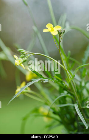 Rocket, Eruca vesicaria sativa. Close side view of leaves and yellow flowers. Stock Photo