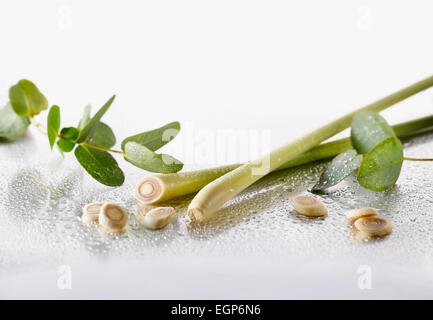 Lemon grass, Cymbopogon citratus stems and slices arranged with Eucalyptus globulus leaves on silver background, and spritzed with water. Selective focus. Stock Photo