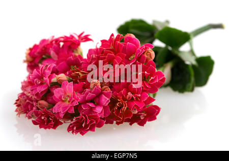 Kalanchoe blooming branch on a white background Stock Photo