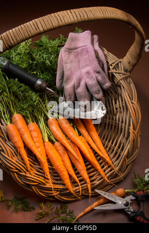 Organically grown carrots collected from a garden vegetable patch. Stock Photo