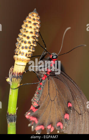 Field horsetail, Equisetum arvense, Close up of Butterfly on a flowering stem. Stock Photo