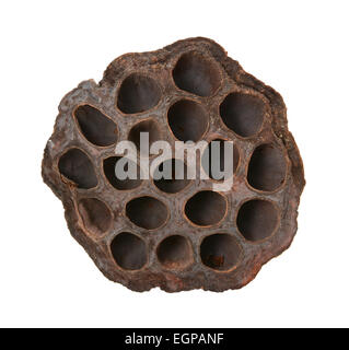 Dried lotus seed head, isolated on a white background Stock Photo