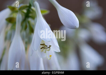 Hosta cultivar, White pendulous flowers with ling curved stamens, growing on a plant against a green background. Stock Photo
