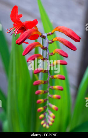 Montbretia, Crocosmia 'Lucifer', Branched spike with emerging showy funnel-shaped red flowers isolated in shallow focus against a green and grey background. Stock Photo