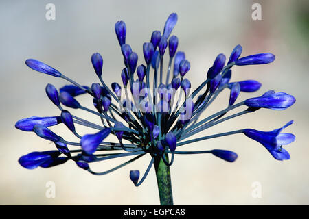 Agapanthus africanus, Close view of blue purple flowers about to emerge, growing in an umbel shape, against agrey background. Stock Photo