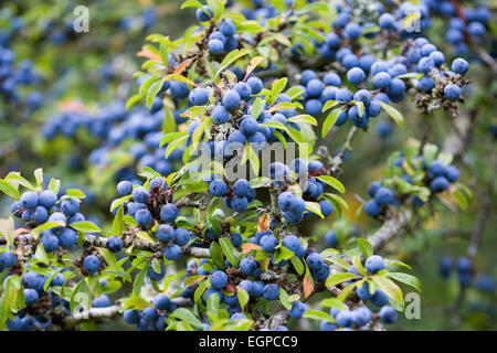 Blackthorn, Prunus spinosa, Abundant purple sloe berries growing on a shrub in the autumn in the New Forest. Stock Photo