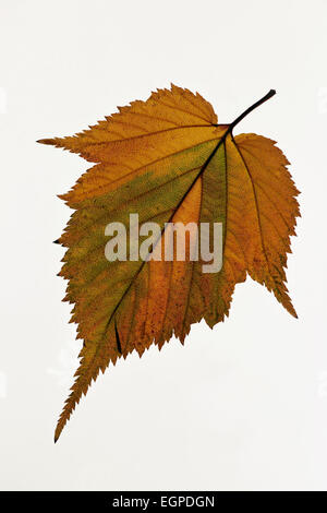 Field maple, Acer campestre, Single orange green colour spring leaf against white background. Stock Photo