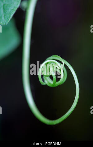 White bryony, Bryonia dioica, Close side view of one tightly curled tendril loop against dark green. Stock Photo