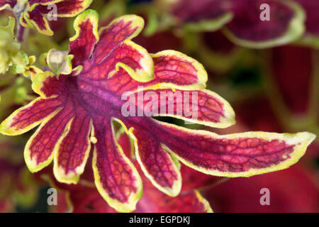 Coleus, Solenostemon scutellarioides 'Bone Fish', Deeply cut, long slender red-pink veined leaf with lime-gold edges. Stock Photo