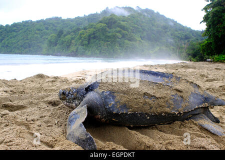 Leatherback sea turtle returns to sea after laying eggs in a nest on a beach in the Caribbean. Stock Photo