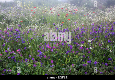 Purple viper's bugloss, Echium plantagineum with pink Lathyrus tingitanus, Tangier pea, red opium poppy growing in a meadow in La Gomera in the Canary Islands. Stock Photo