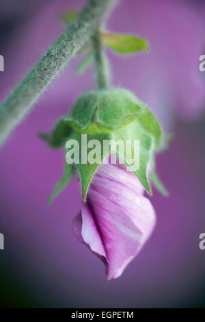 Tree mallow, Lavatera x clementii 'Rosea', One unfurling flower, its pink petals twisted around each other, hanging from a hairy stem, Pink background. Stock Photo