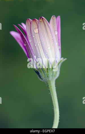 African daisy, Osteospermum 'Serenity purple', Close side view of one closed flower with raindrops. Stock Photo