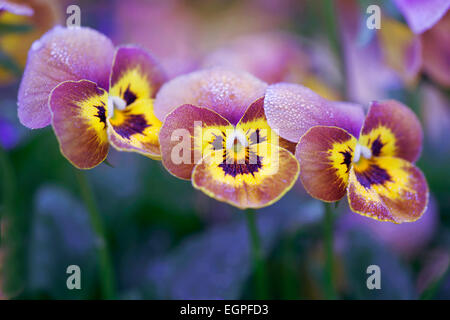 Viola, Viola x wittrockiana 'Deltini Honey Bee', Close front view of three flowers with splashes of burgundy and yellow, overlapping in a line and dusted with frost. Stock Photo