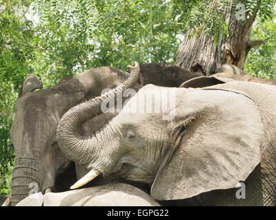 young African elephant (Loxodonta Africana) in group with trunk raised testing scent in the air whilst feeding in Selous Reserve Tanzania, Africa Stock Photo