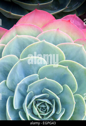 Glaucus echeveria, Echeveria secunda var, glauca, Graphic, overhead, cropped view of a rosette of grey-green leaves flushed pink at their edges. Stock Photo