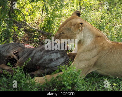 Powerful lioness with wildebeest kill covered in swarming flies takes firm hold with jaws to move the carcase in Selous Tanzania Stock Photo